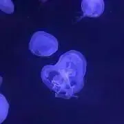 みちすずの画像