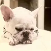J. jimの画像