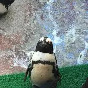 おゆcaan