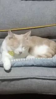 かえるの画像