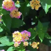 みかんの画像