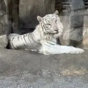 やますけの画像