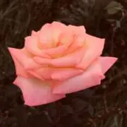 RYO