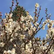 necomiの画像