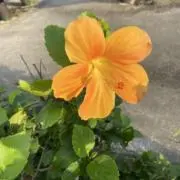 もももの画像