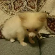 よしの画像
