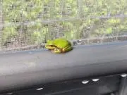 トム