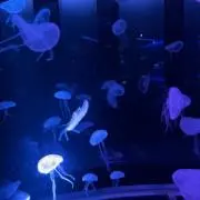 もちこ　　プロフ必読の画像