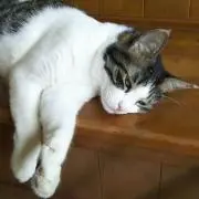 ウーの画像