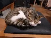 たけ