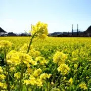 アルカピ☆プロフ必読でお願いします♪