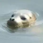 ♡tama♡ お急ぎ発送不可！の画像