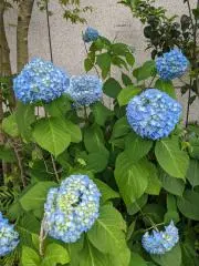 さ☆265の画像