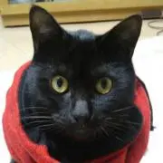 あこちゃん