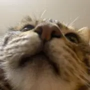ねこさんの画像