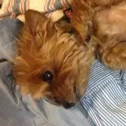 pの画像