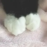 SC