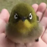 よぞらの画像