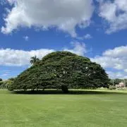 なぎの画像