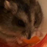おもちの画像
