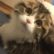 SAKYAの画像