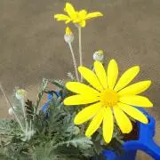 かぴばらの画像