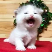 コバ商