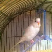 るるの画像