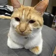 Riか*プロフ確認下さいの画像
