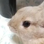 リムの画像