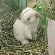 伊波の画像
