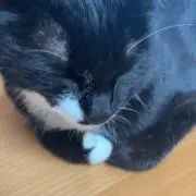 ちぃ　プロフ必読！