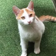 nekorean【プロフ必読】の画像