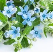 marimoの画像
