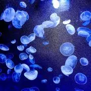 海月