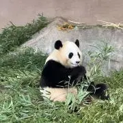 ぱんたんの画像