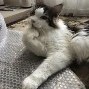 ルイ