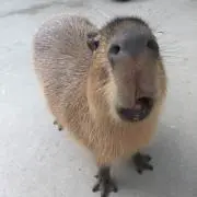 はーの画像