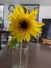 ガブメメの画像