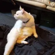 かるあ