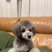 Nijiの画像
