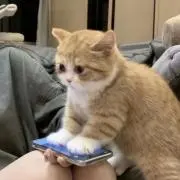 kiki