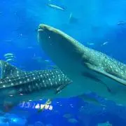 ☆でってゆう♪☆