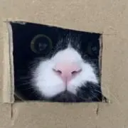 kuriの画像