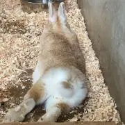 らーめん