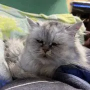 vivioの画像