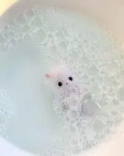 Niyaの画像