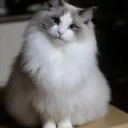 バニラ