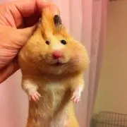 ミュウ