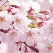 さくら☆